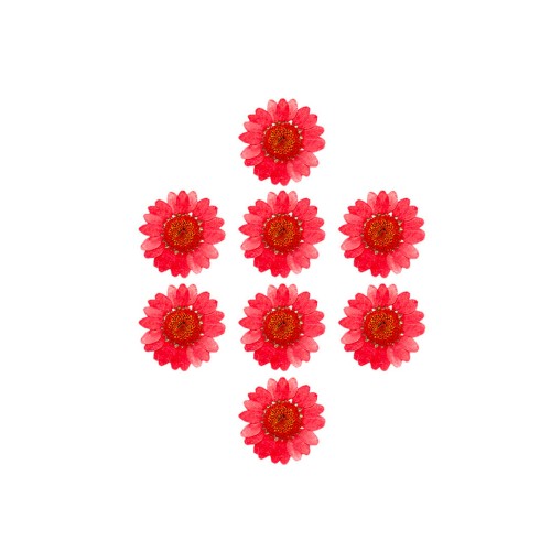 Kurutulmuş Papatya Kırmızı 8 Adet