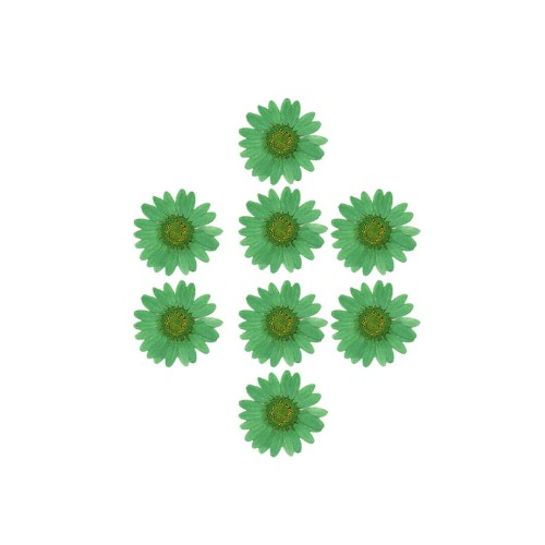 Kurutulmuş Papatya Yeşil 8 Adet